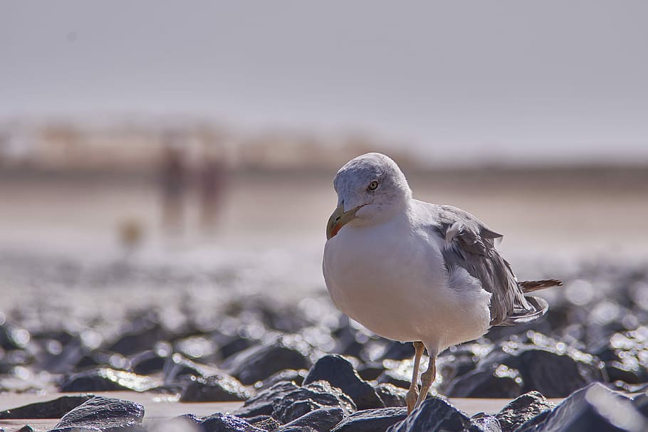 seagull, beach, bird, animal world, nature, animals in the wild HD wallpaper