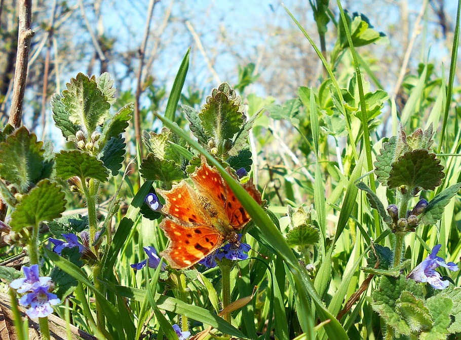 butterfly, orange, flowers, plant, flowering plant, beauty in nature HD wallpaper