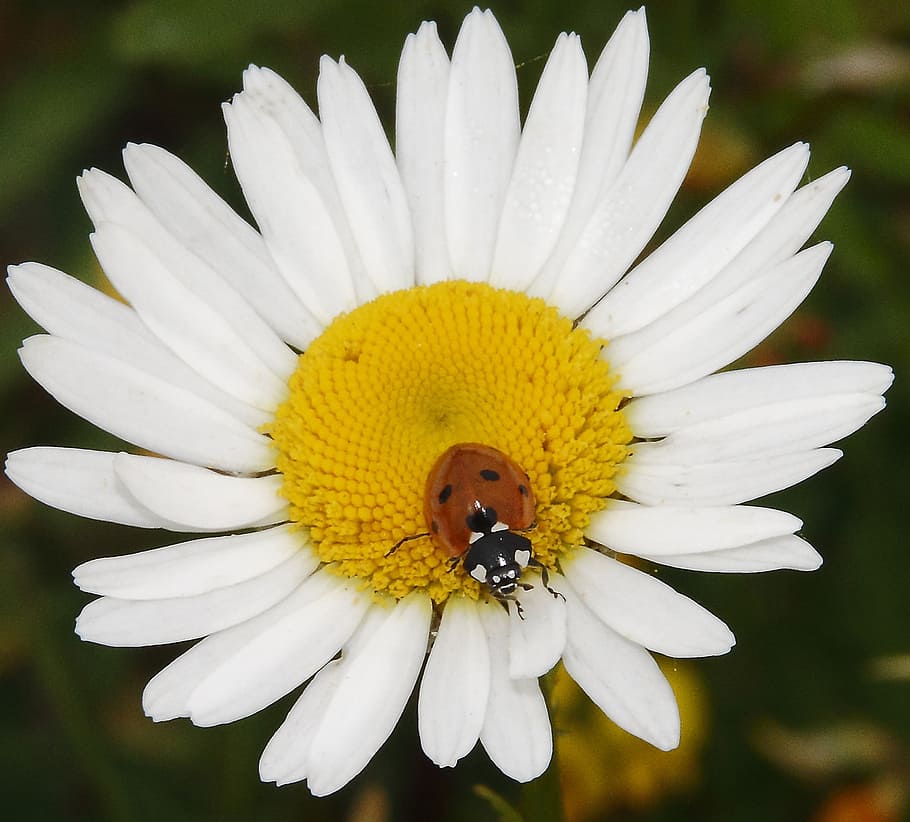 ladybug, daisy, animal, plant, nature, flowers, insect, invertebrate HD wallpaper