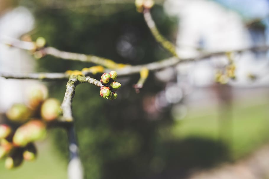 buds, spring, cherry, tree, green, nature, closeup, plant, growth HD wallpaper