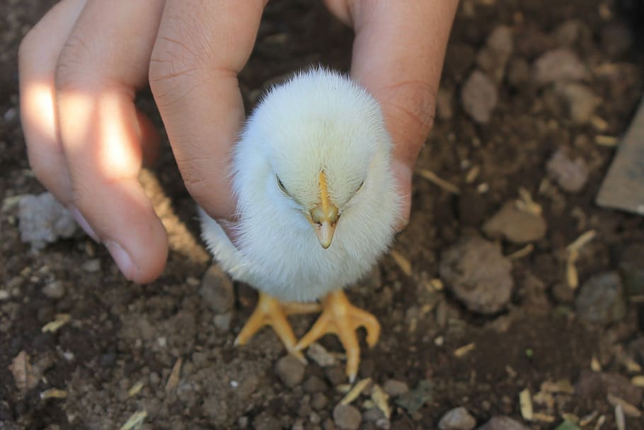 Cute, Walk, Walking, Nature, baby chick, chicken, cute baby chick HD wallpaper