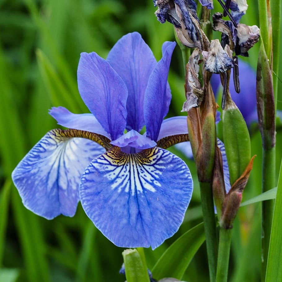 lily, blue iris, flower, transience, bloom, fade, wither, flowering plant HD wallpaper