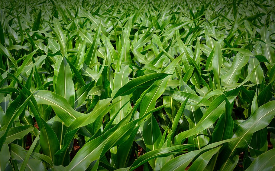 green corn field, plant, background, nature, food, green color HD wallpaper
