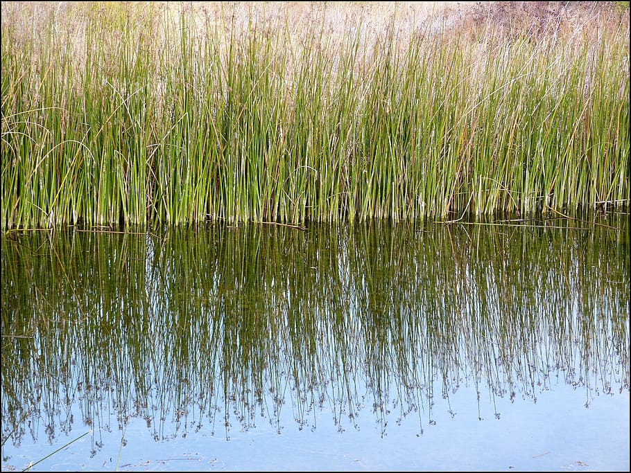 Reeds, Pond, Reflections, Reflective, surface, still, water, HD wallpaper
