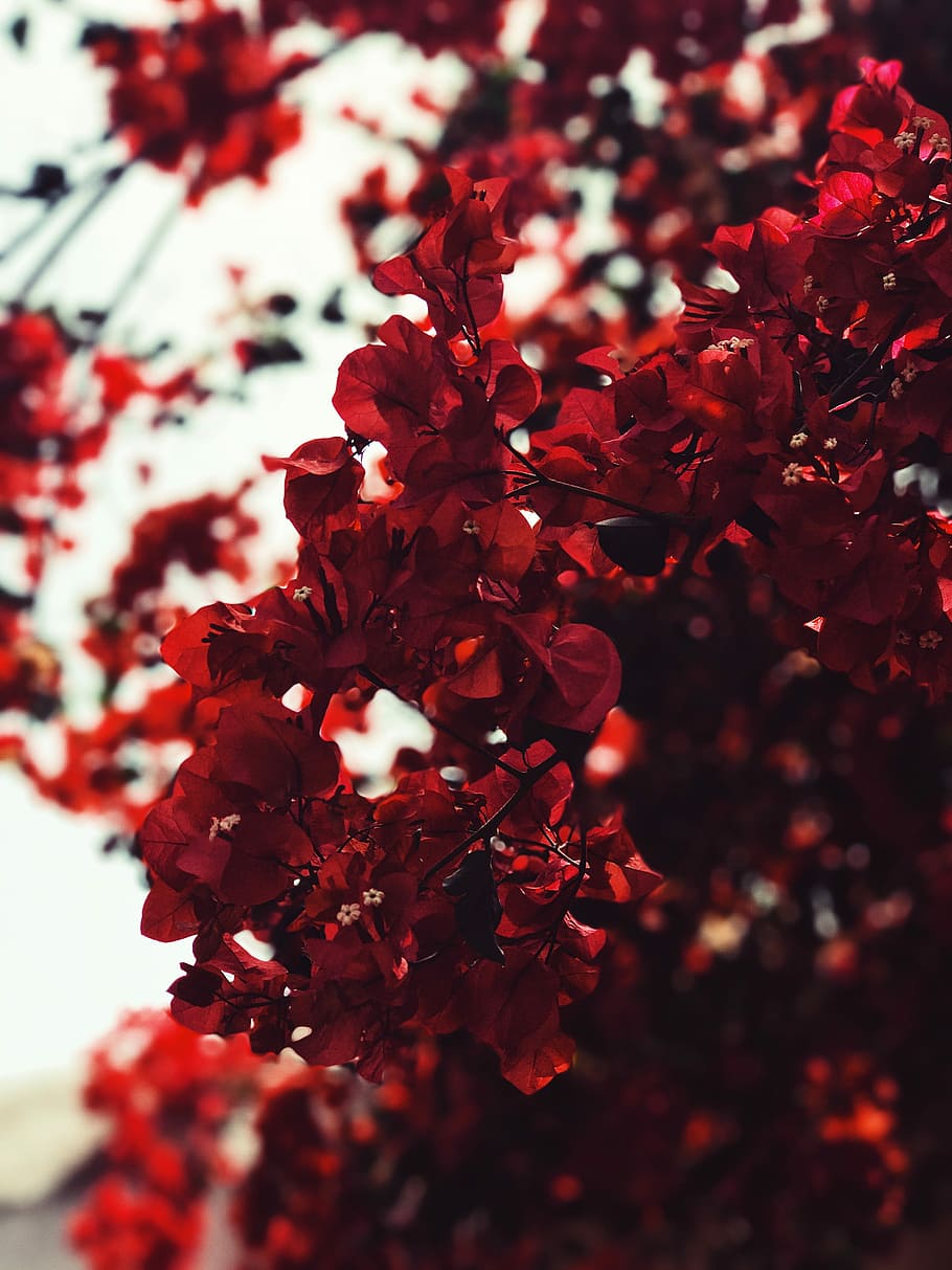 red leaves, closeup photo of red petaled flowers, tree, blossom HD wallpaper