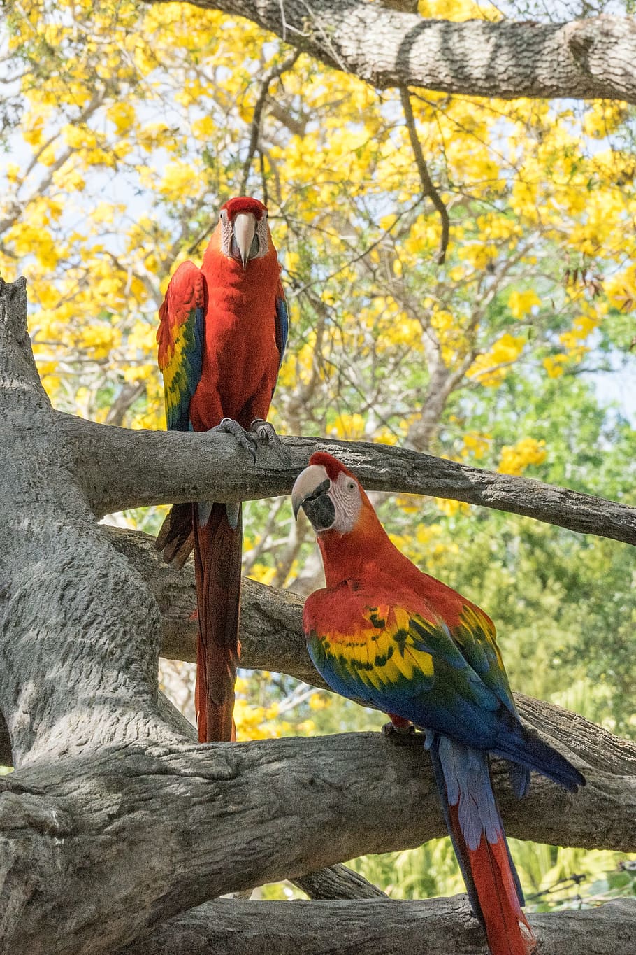 Bird, Parrot, Nature, Beak, Wing, red, jungle, feather, perch HD wallpaper