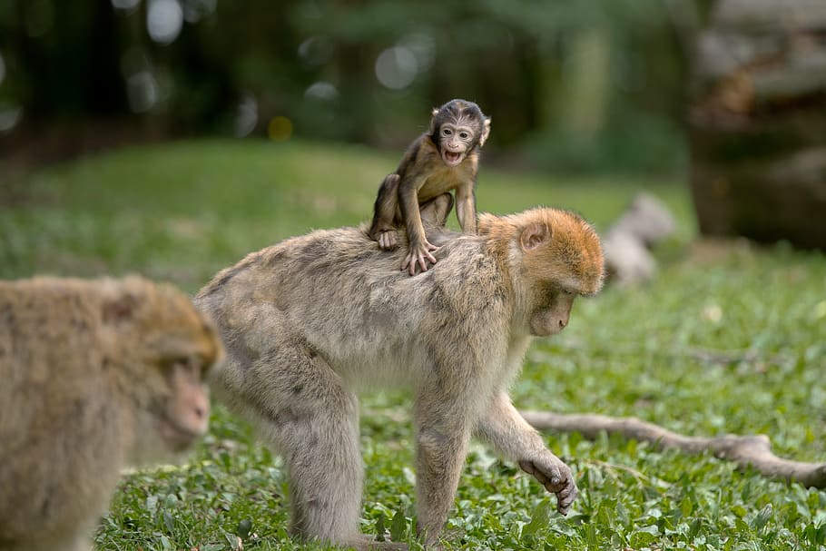 baby primate riding on back of mother primate, ape, berber monkeys, HD wallpaper