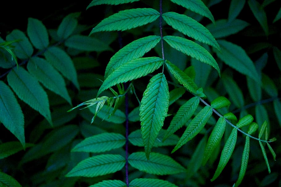 green, leaf, plant, plant part, green color, growth, close-up HD wallpaper