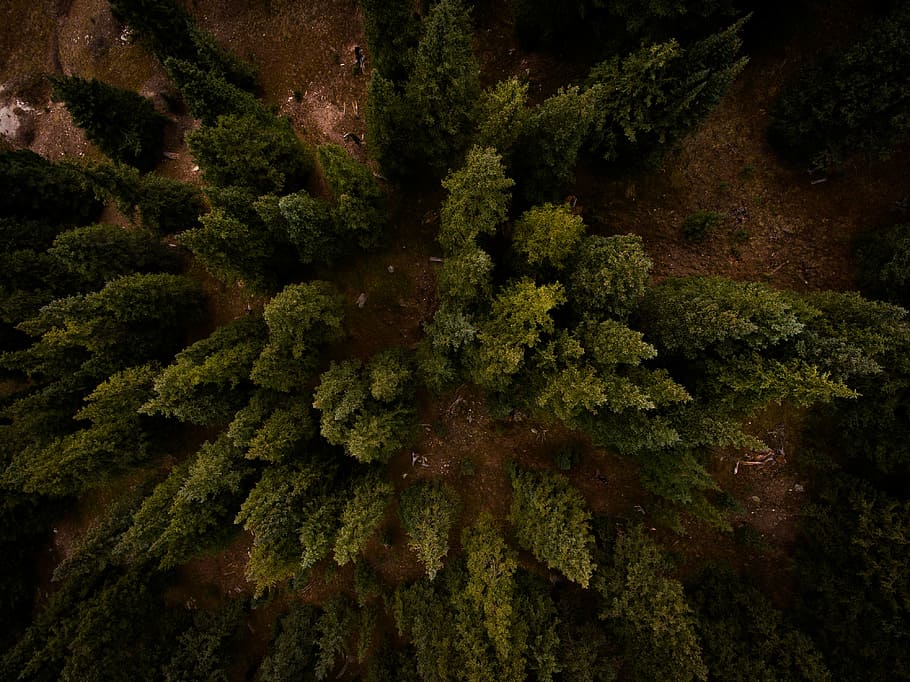 aerial photo of green trees, high-rise photography of green pine trees during daytime HD wallpaper