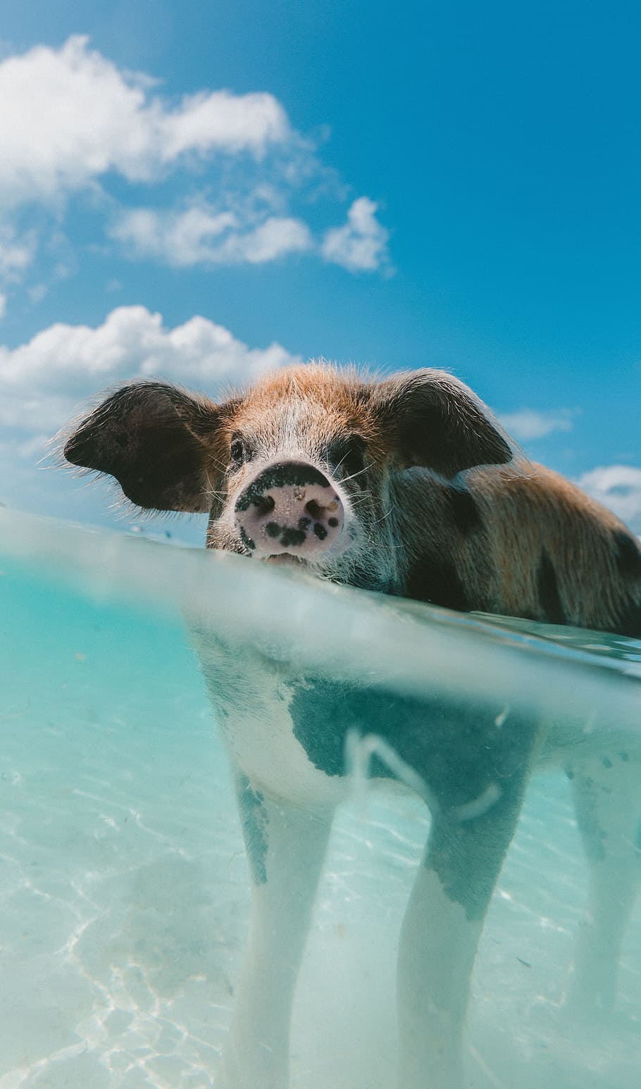 pig, animal, snout, clouds, sky, water, animal themes, mammal HD wallpaper
