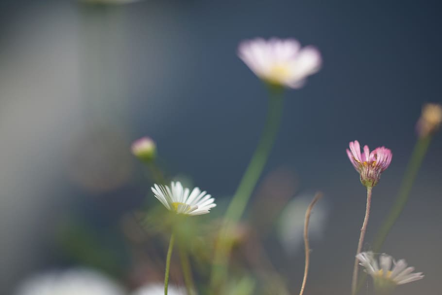 flowers, macro, bokeh, atmospheric, flowering plant, freshness HD wallpaper
