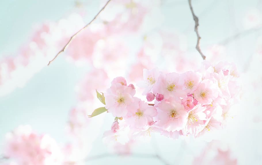 pink petaled flower, flowers, blooming, spring, cherry, sunny HD wallpaper