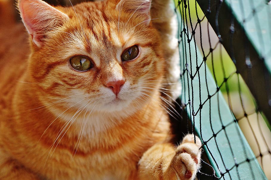 cat, red, cute, mackerel, tiger, sweet, cuddly, animal, domestic cat HD wallpaper