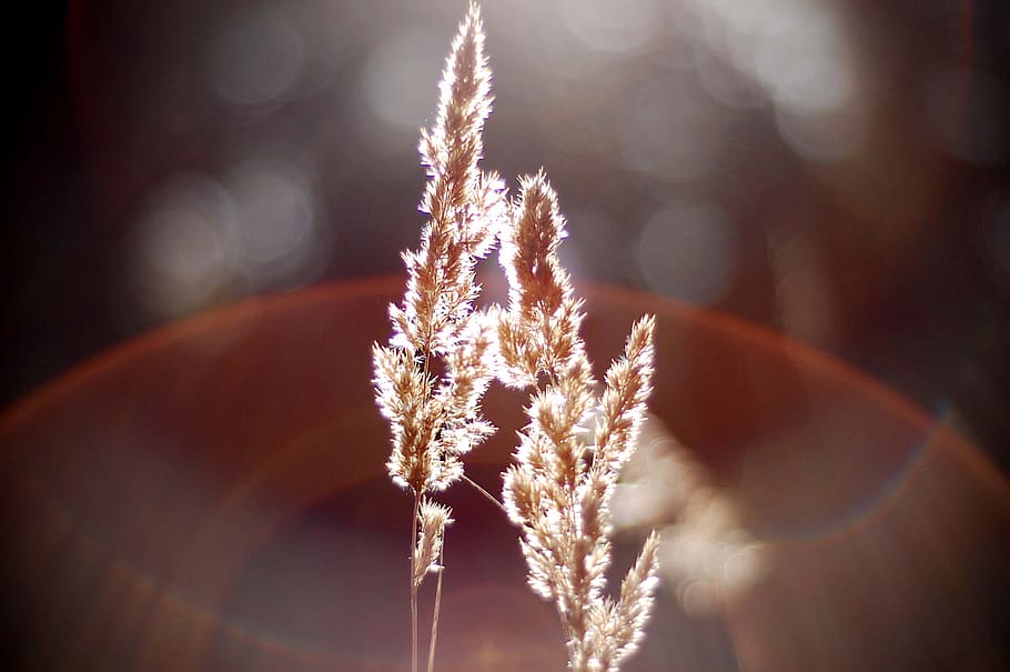 nature, bokeh, blur, light, shine, close-up, no people, selective focus HD wallpaper