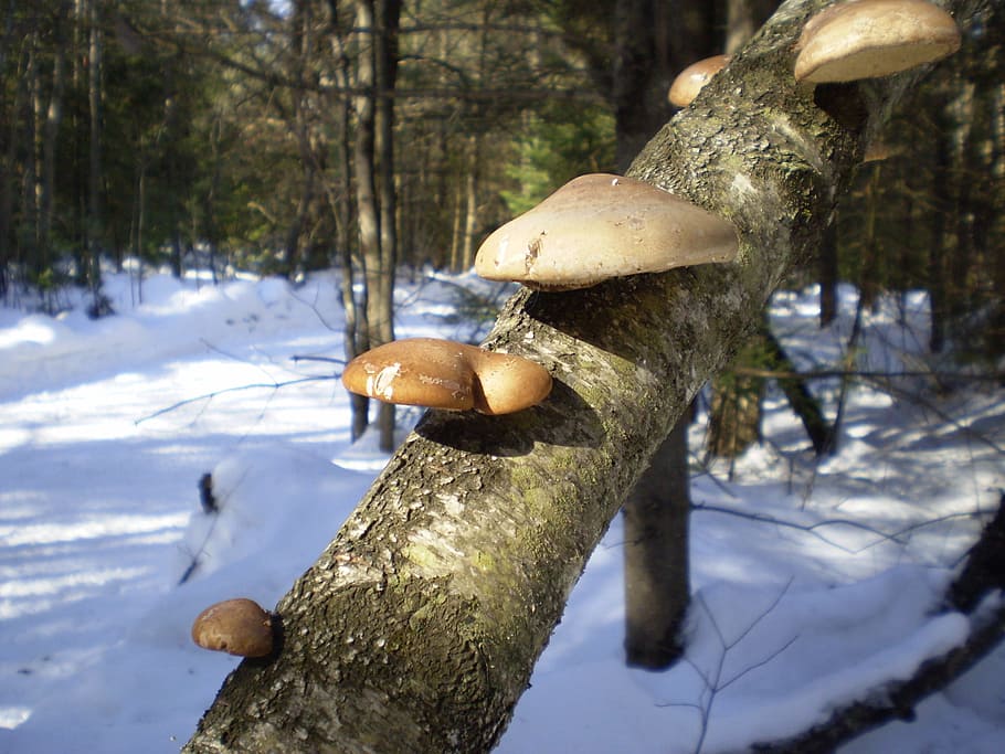 Snow, Branch, Trees, Woods, Forest, mushroom, fungus, one animal HD wallpaper