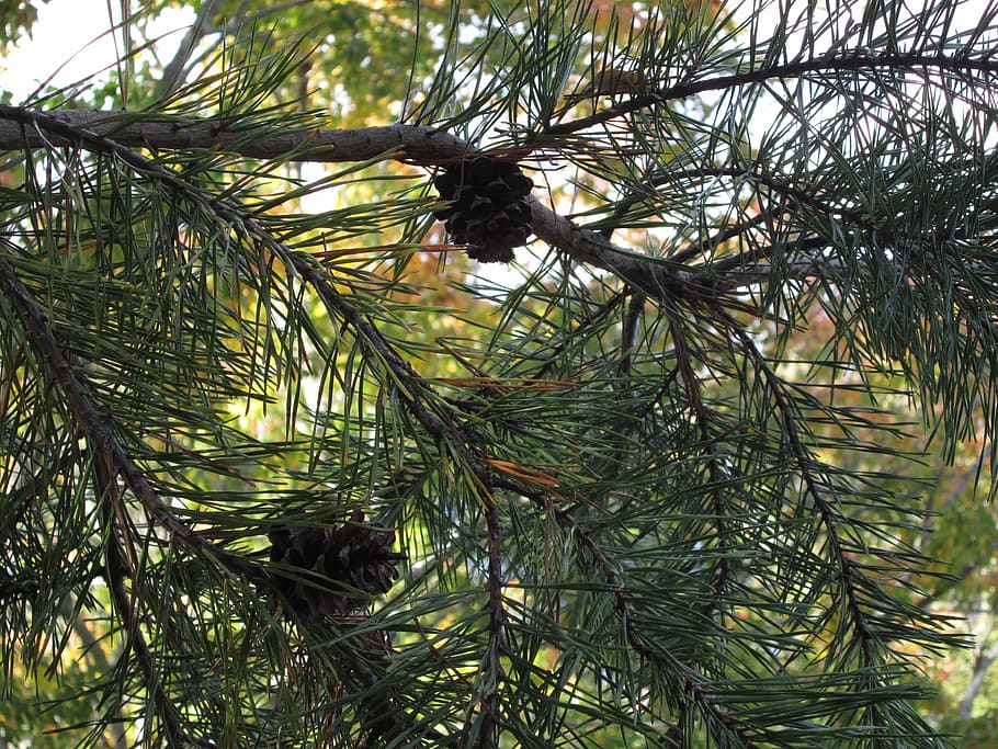 pine cones, tree, outdoors, forest, green, nature, branch, evergreen HD wallpaper