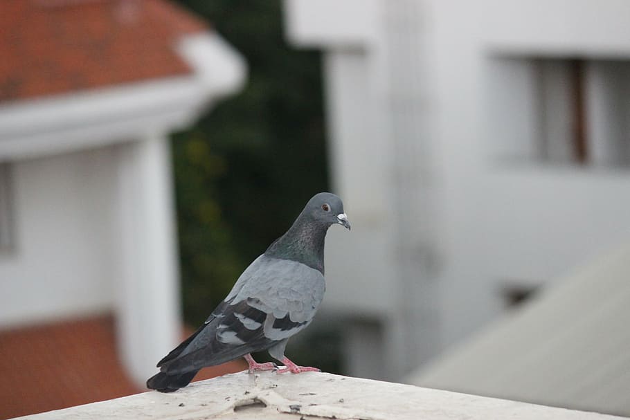 bird, pigeon, dove, animal themes, animal wildlife, vertebrate HD wallpaper