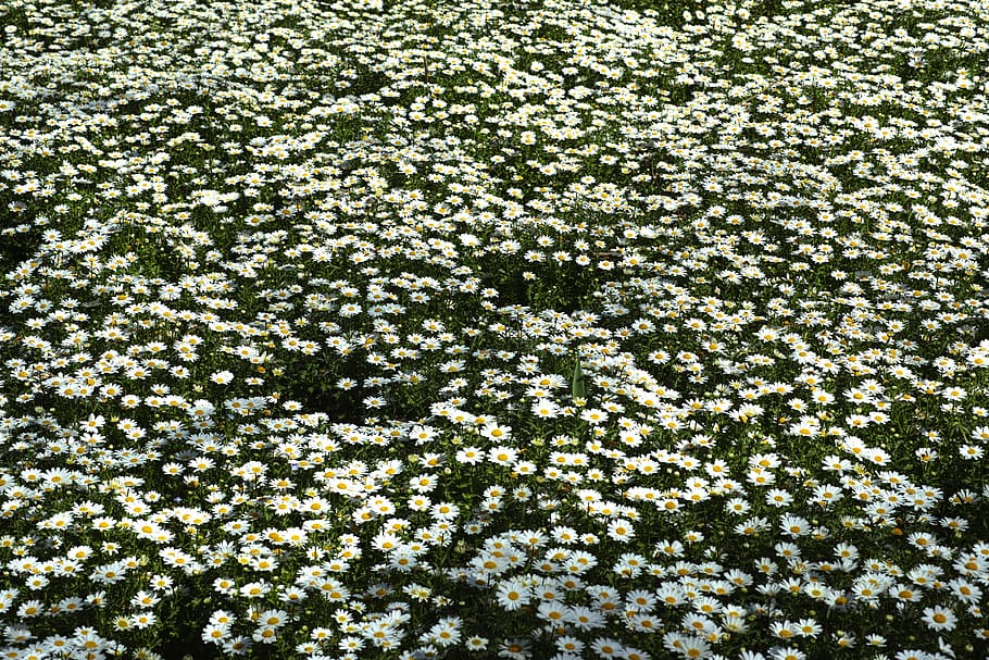 daisy, flower, spring, summer, outdoor, growth, sunlight, plant HD wallpaper