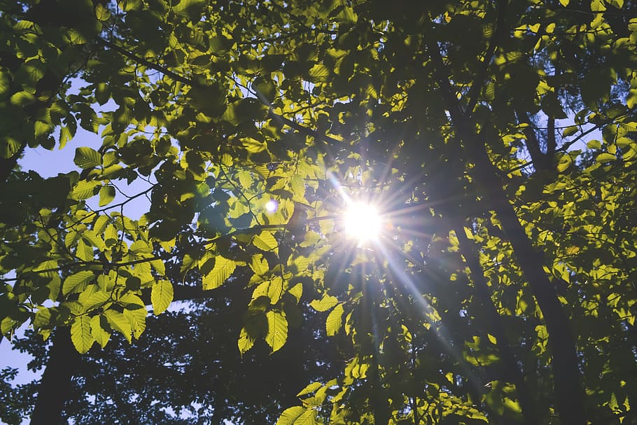 nature, forest, green, leaf, leaves, shine, shining, sky, sun HD wallpaper