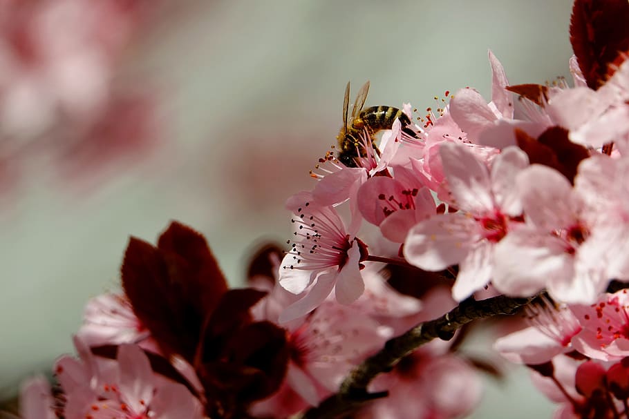 blossom, bee, spring, insect, flowering twig, honey bee, pink HD wallpaper