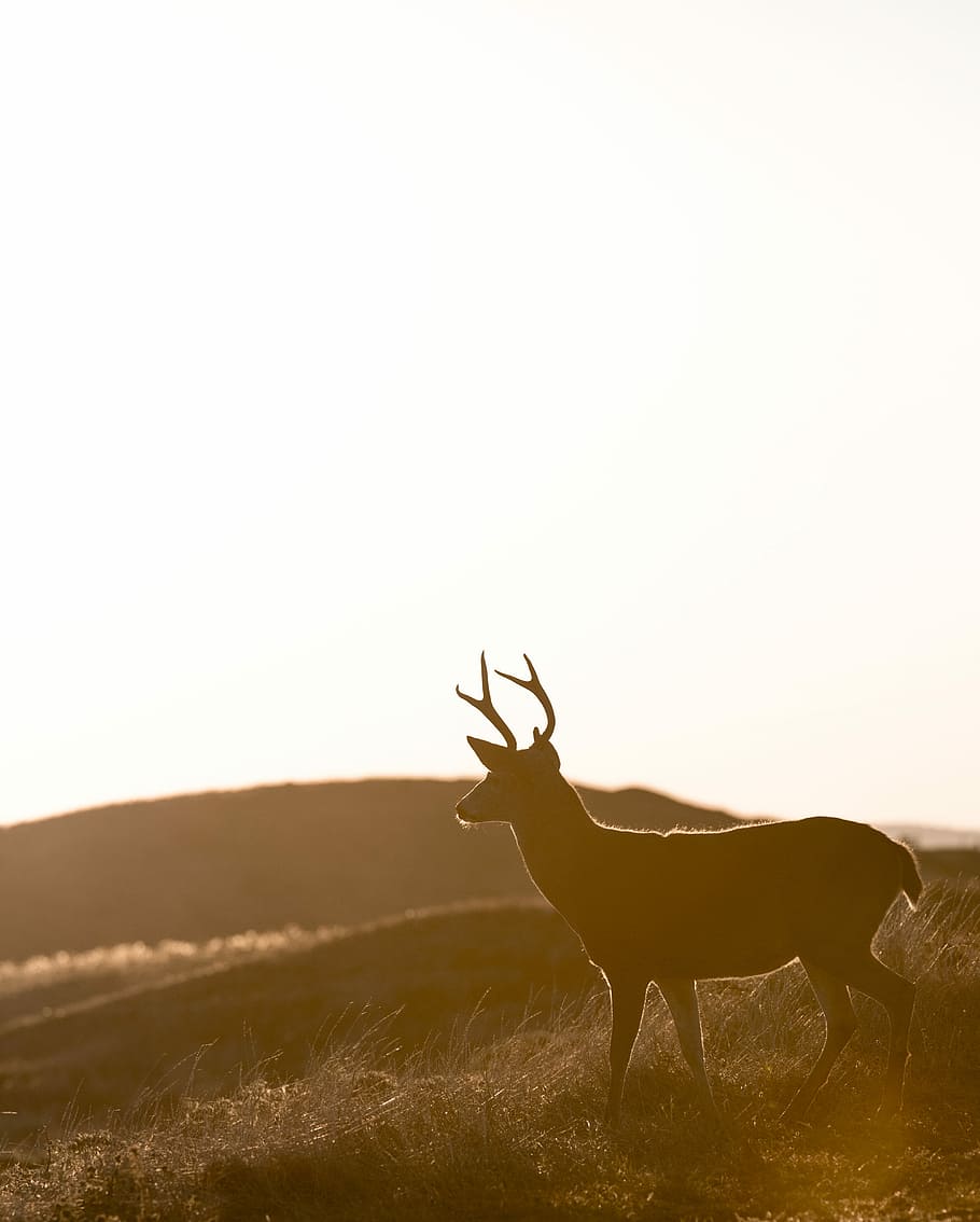 silhouette of deer standing on grass field, silhouette photo of deer on grass field near mountain, HD wallpaper