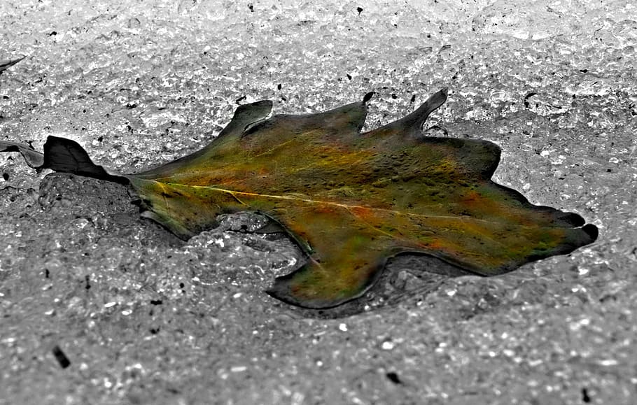 ice, leaf, winter, background, brown, water, fall, dead, dry HD wallpaper