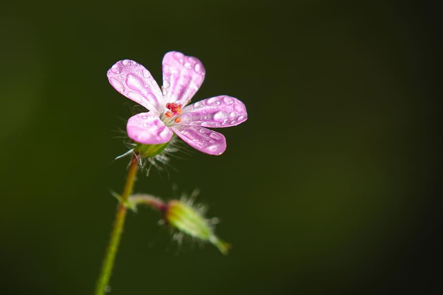 spring, blossom, bloom, flowering plant, fragility, vulnerability HD wallpaper