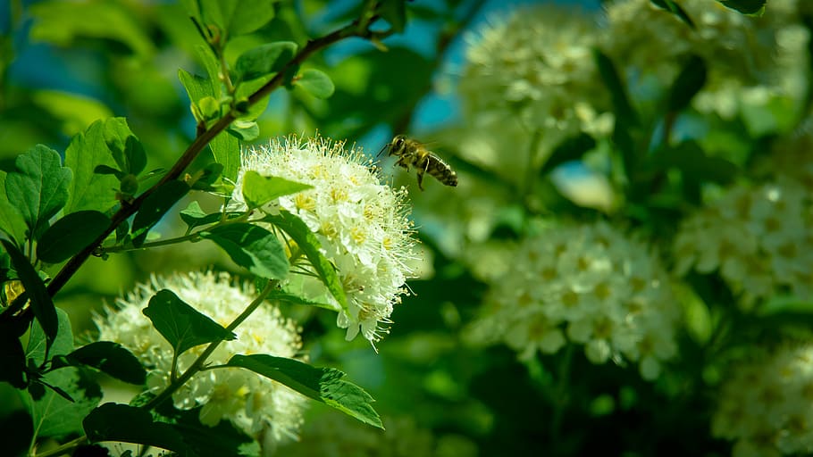 bee, flower, flying insect, insects, pollen, honey, plant, growth HD wallpaper