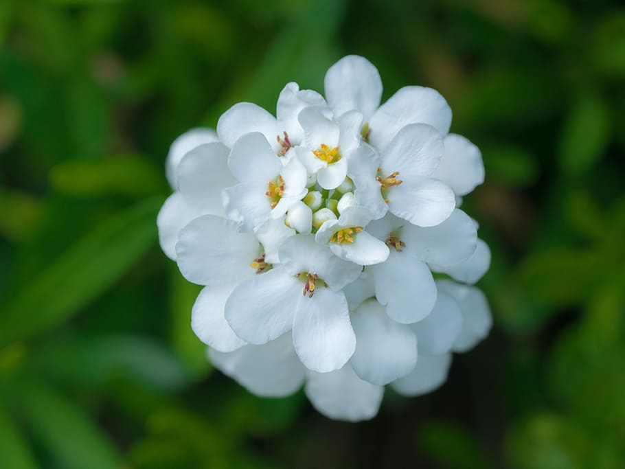 white flower, flowers, bright, plant, flowering plant, freshness HD wallpaper