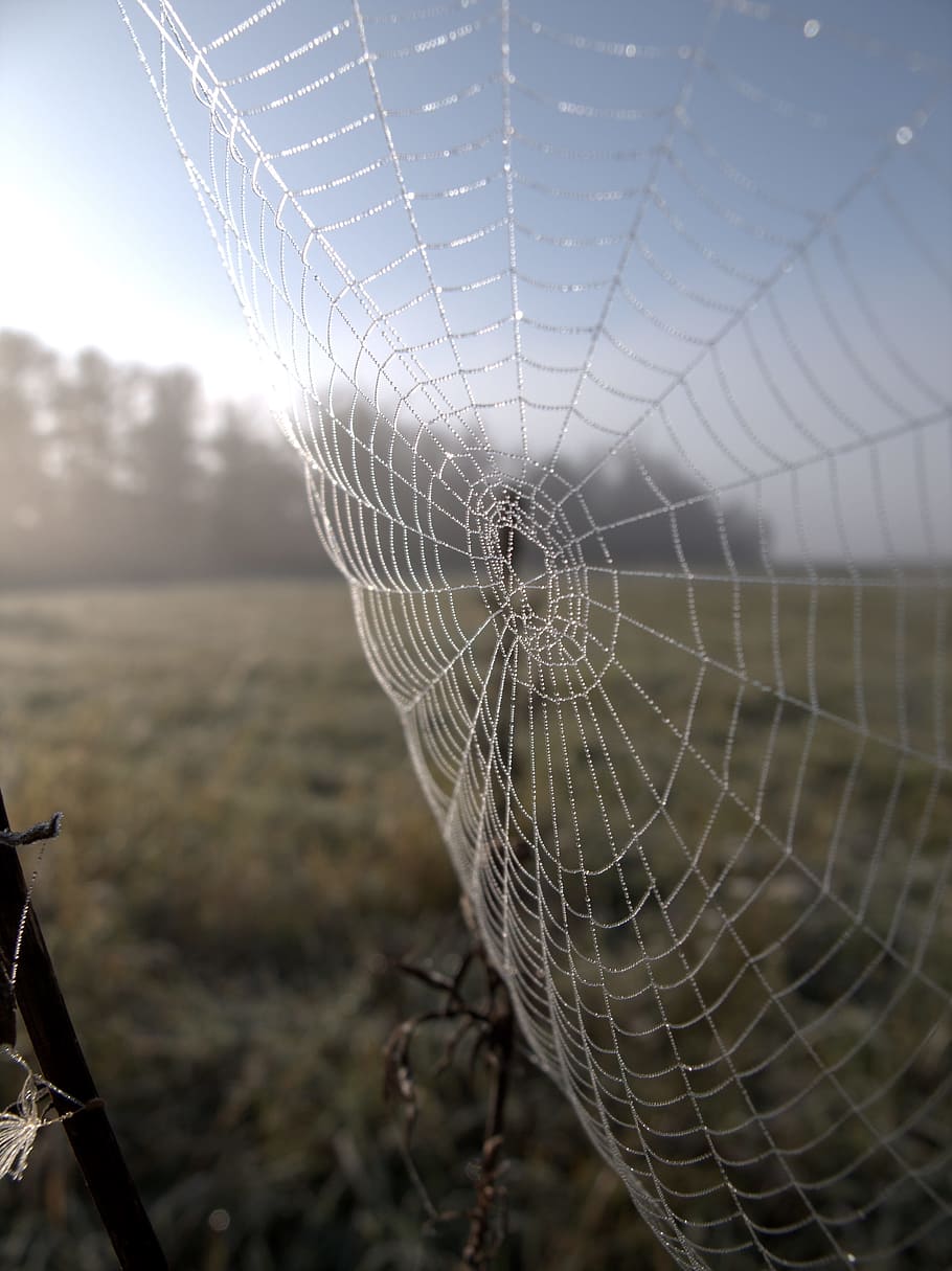web, autumn, cold, fragility, spider web, close-up, focus on foreground HD wallpaper
