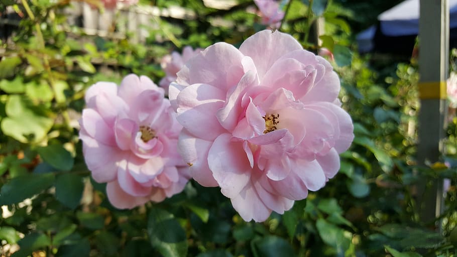 rose, blossom, bloom, pink, flower, nature, rose bloom, petals HD wallpaper