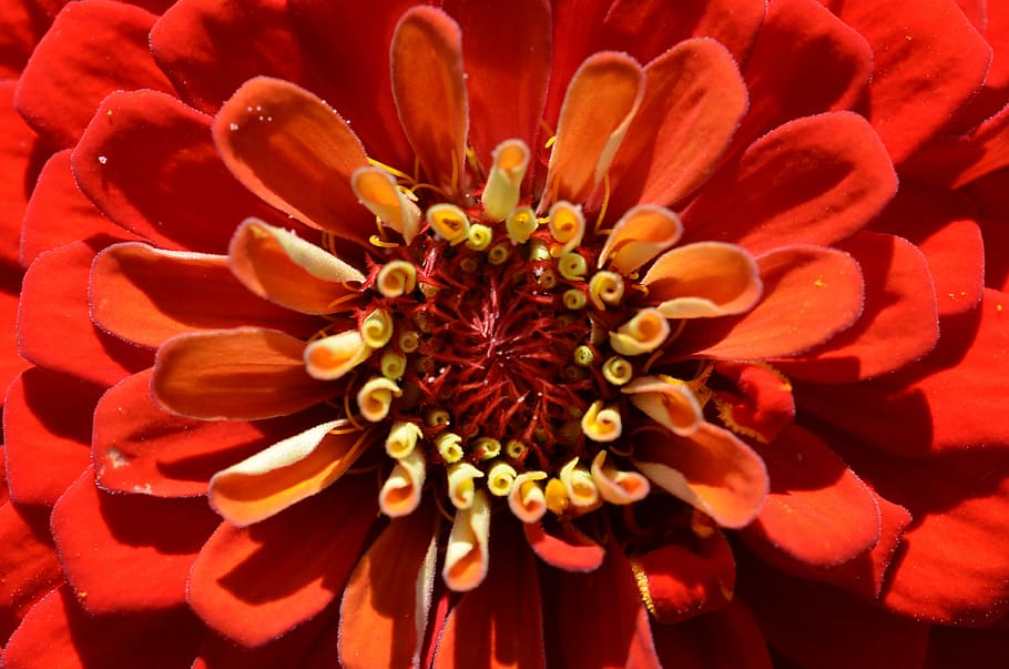 blossom, bloom, flower, red, plant, flowering plant, petals HD wallpaper