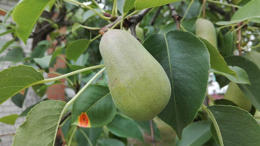 pear, august, harvest, leaf, plant part, fruit, growth, food HD wallpaper