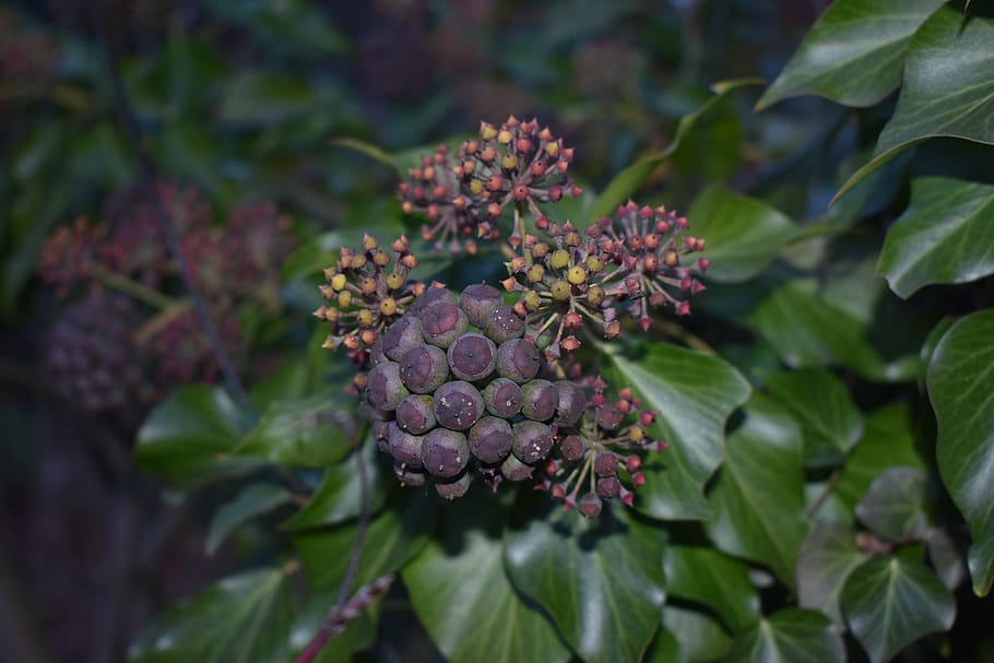nature, plant, fruit, leaf, growth, plant part, freshness, green color HD wallpaper