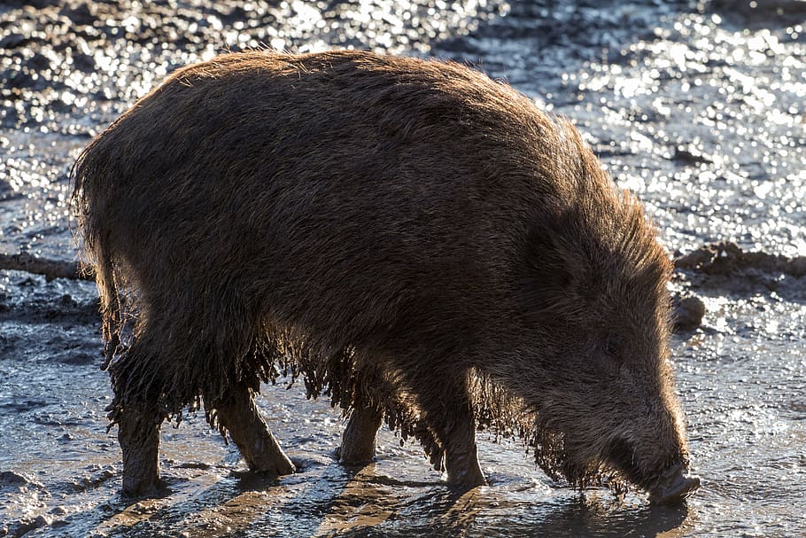 wild, wild boars, forest, nature, bristles, mud, animal, animal themes HD wallpaper
