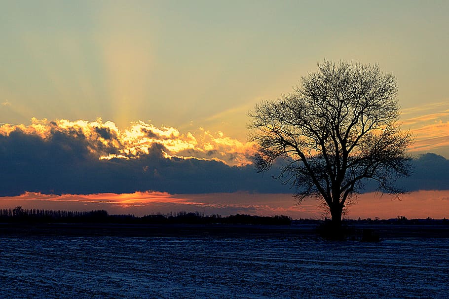 silhouette of tree during daytime, sunset, clouds, evening HD wallpaper