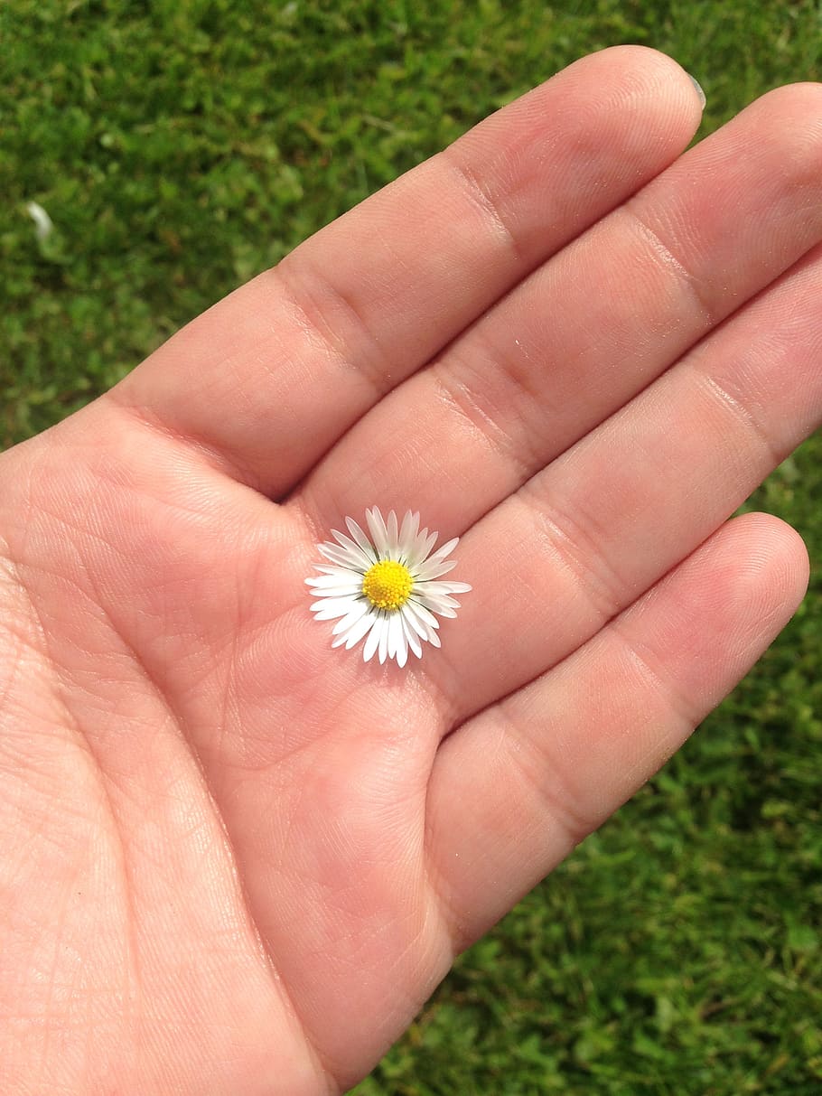 hand, daisy, meadow, white, flower, summer, human hand, human body part HD wallpaper