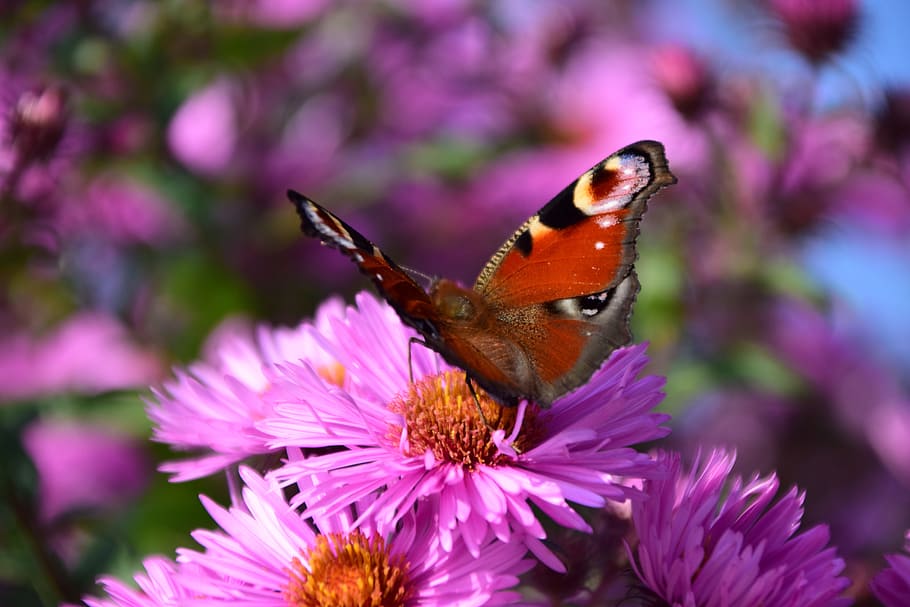 Aster, Peacock, Butterfly, Insect, Close, flower, nature, peacock butterfly HD wallpaper