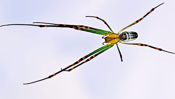 brown orchard spider, trap, closeup, wet, natural, green, arachnophobia HD wallpaper