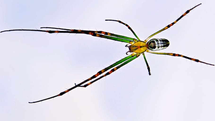 brown orchard spider, trap, closeup, wet, natural, green, arachnophobia HD wallpaper