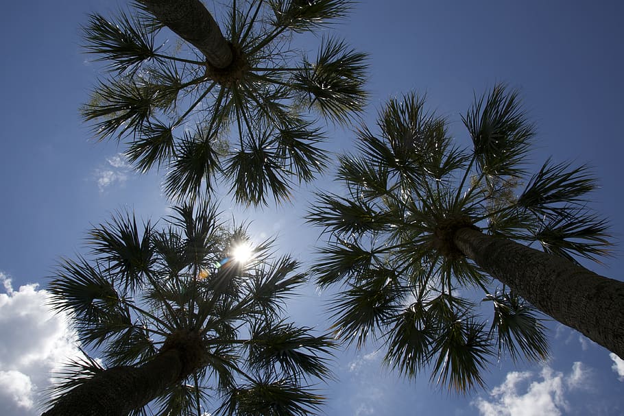 tree, sky, outdoors, summer, sun, sunlight, palm tree, tropical climate HD wallpaper