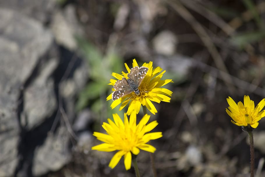 nature, flower, butterfly, flowering plant, insect, animal wildlife HD wallpaper