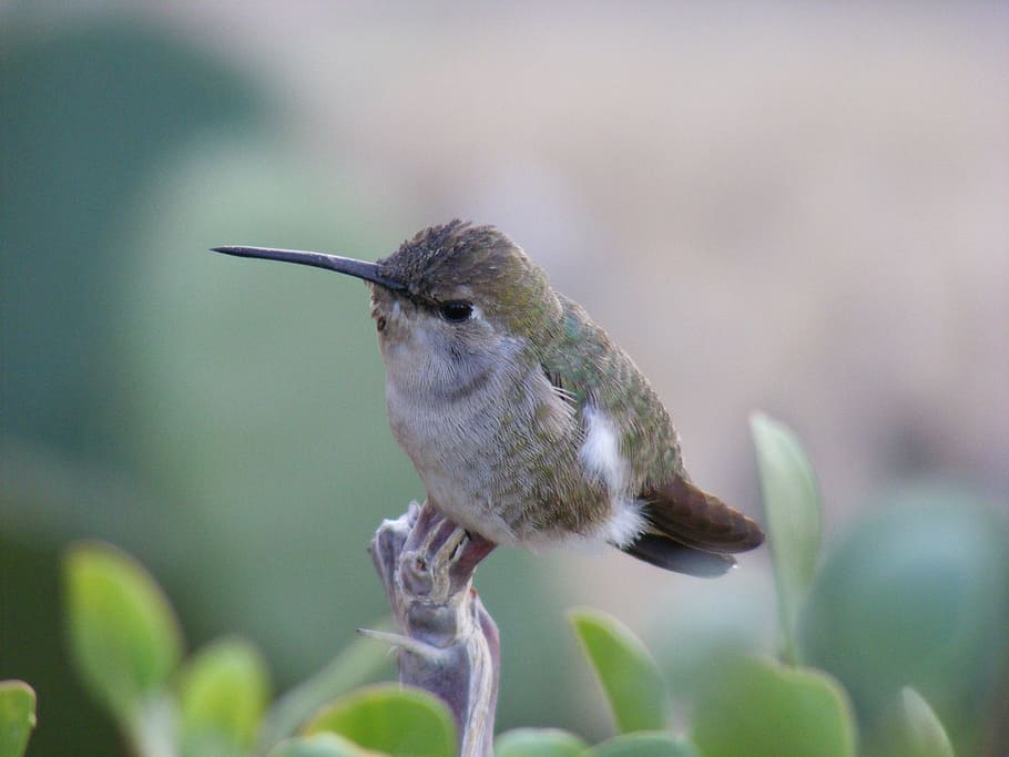 white and gray hummingbird, baja california, dinky, one animal, HD wallpaper