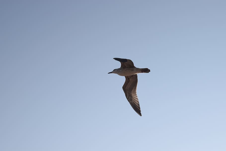 sky, bird, flight, seagull, animal, animal themes, animals in the wild HD wallpaper