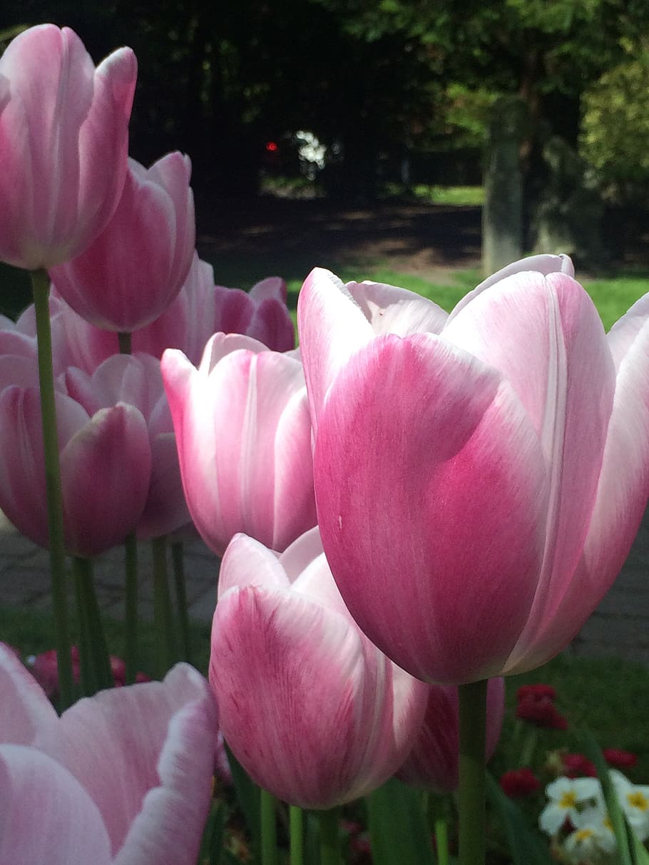 tulips, flower, spring, floral, nature, fresh, day, bouquet HD wallpaper