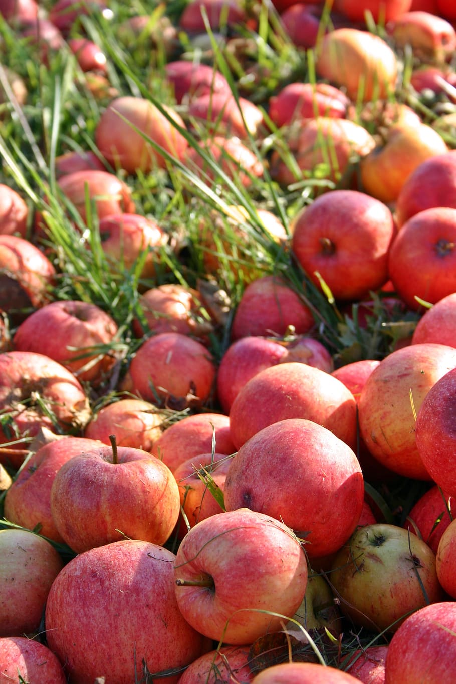 apple, orchard, windfall, fruits, red, vitamins, healthy, apple tree HD wallpaper