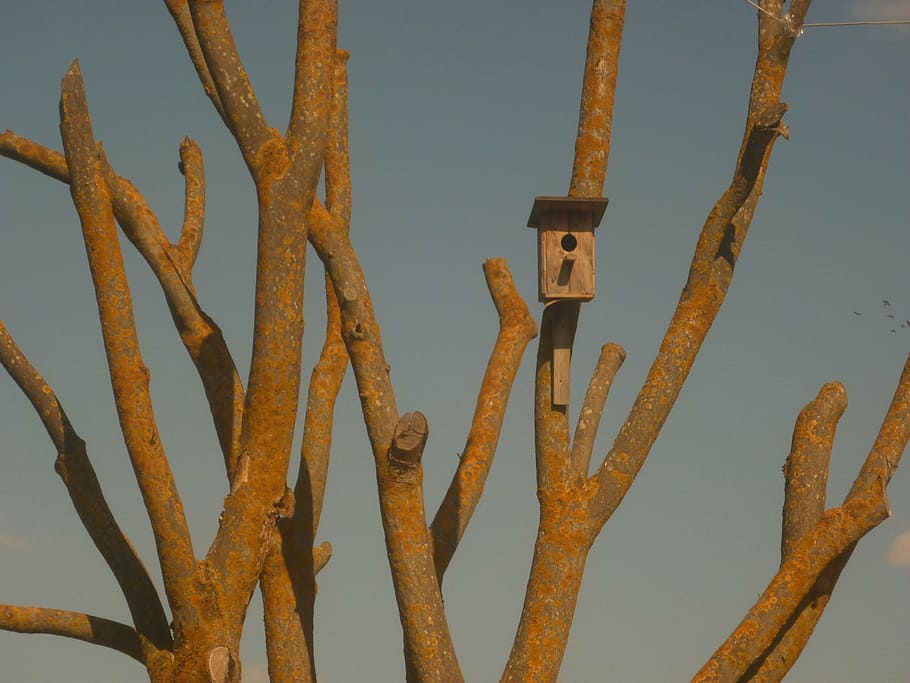 trees, life, crimea, no people, metal, rusty, nature, day, sky HD wallpaper
