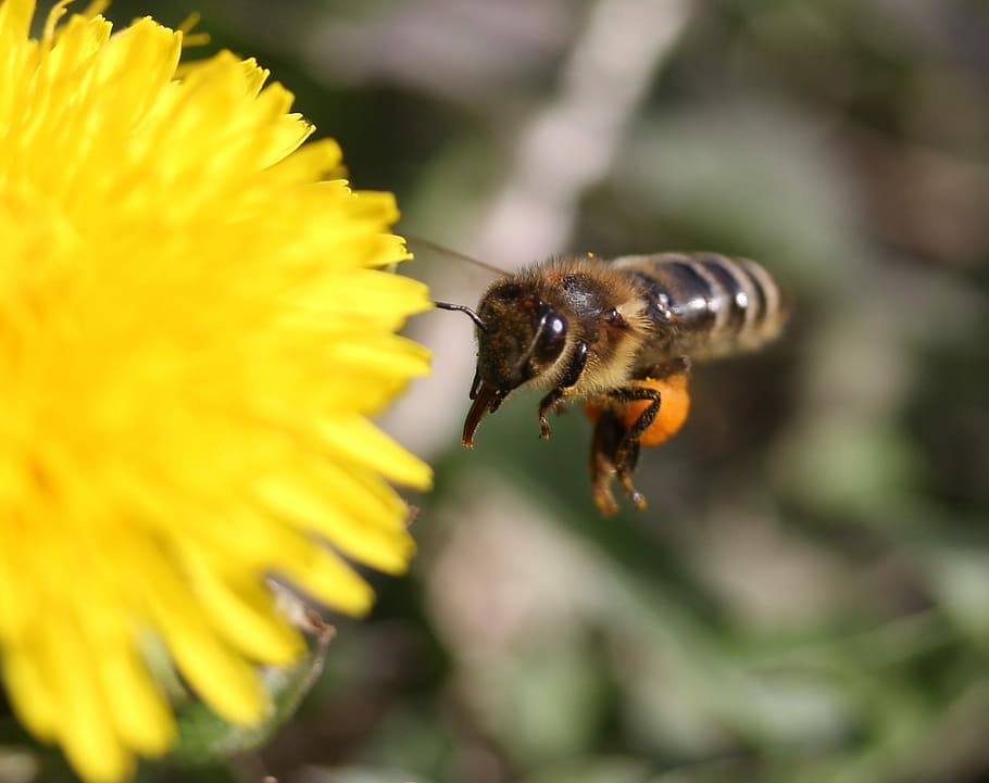 dandelion, bee, flight, yellow, pollen, insecta, diligent, flower HD wallpaper