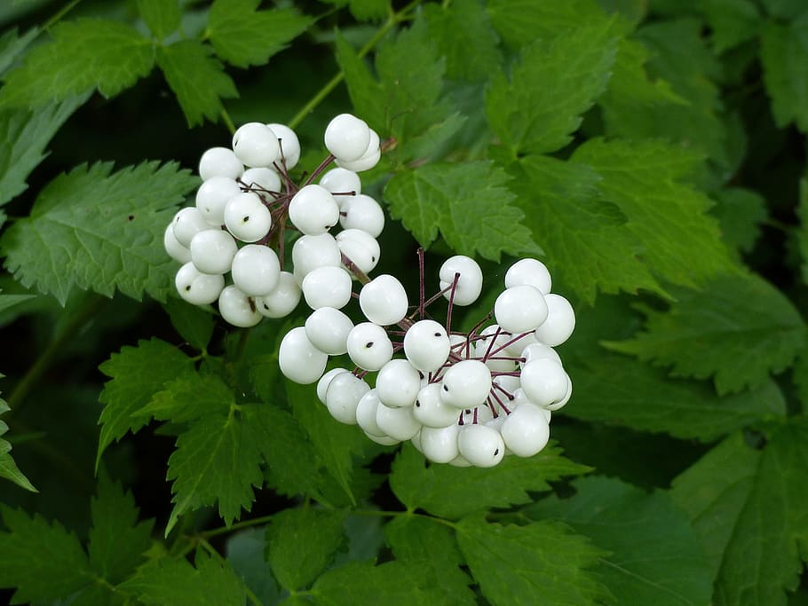 trolldruva, berry, white, leaf, plant, summer, garden, plant part HD wallpaper