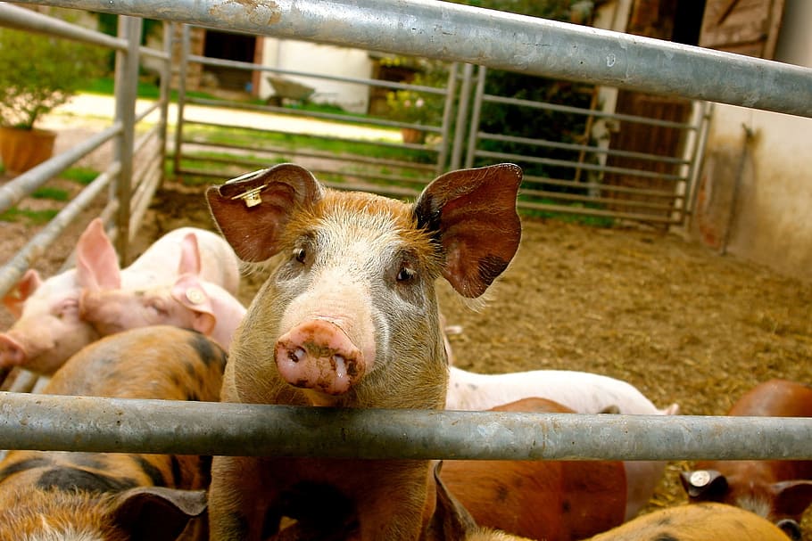 group of pigs, piglet, animals, curly tail, pig snout, country life HD wallpaper